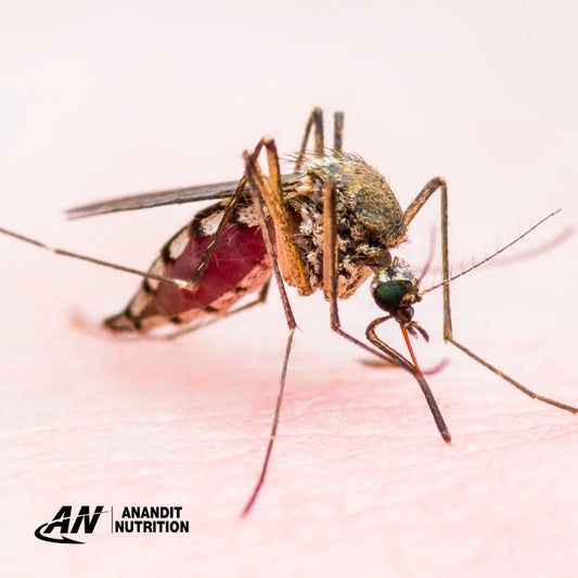 Strengthening Your Immunity to Fight Dengue and Malaria: Key Supplements to Stay Protected